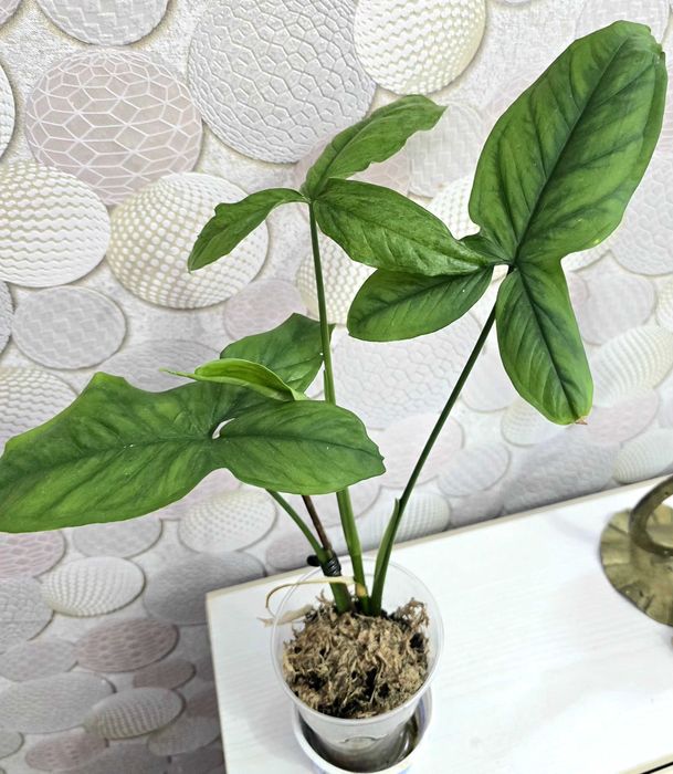 комнатные цветы  драцена..филодендрон. Монстера