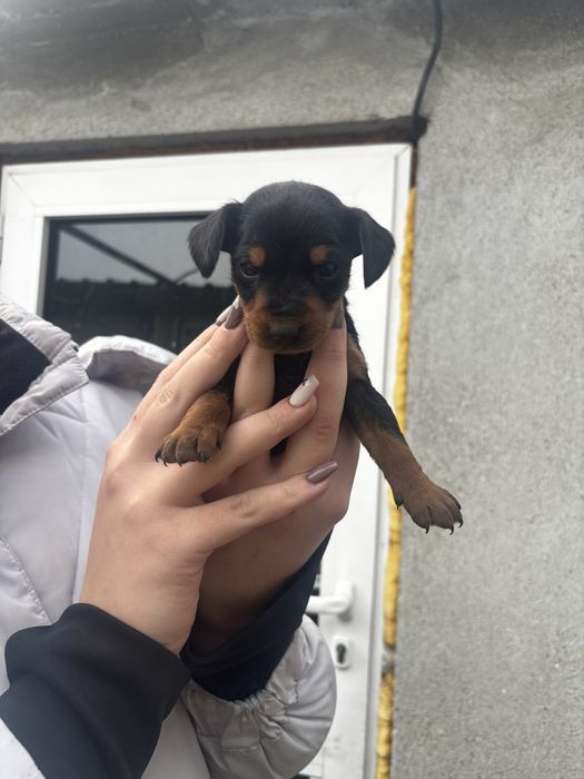 Черни бебета дайели