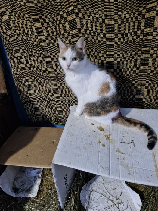 donez  pisici blânde, sterilizate și bine îngrijite