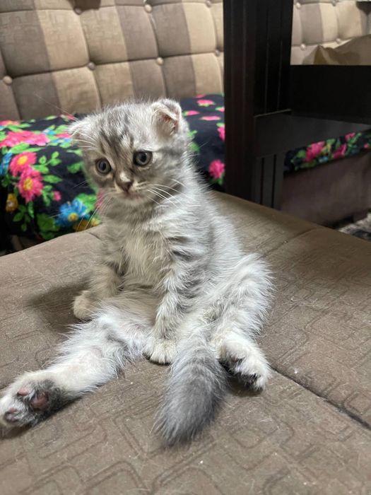 Mushukcha sotiladi erkak