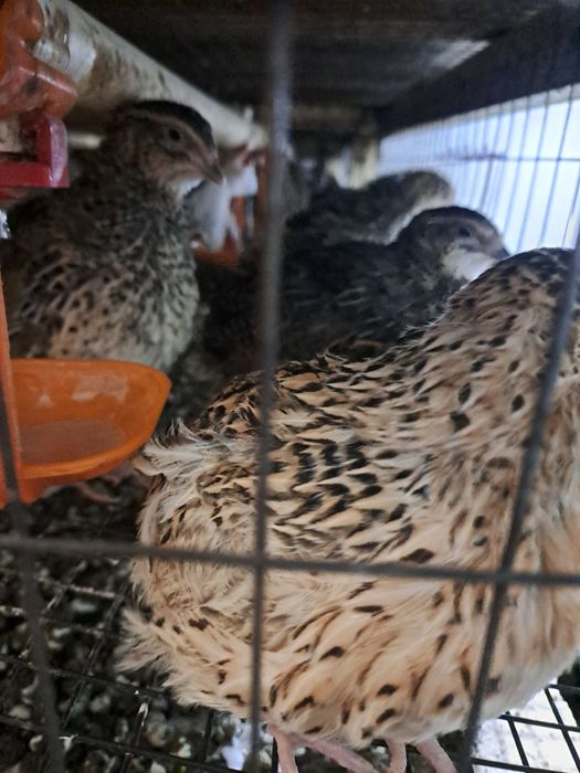 Bedana tuxum urug'langan inkubatorga