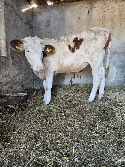 Vitea bălțată românească de un an