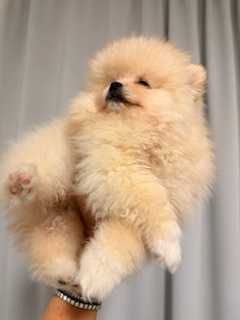 Pomeranian superb cu pedigree!