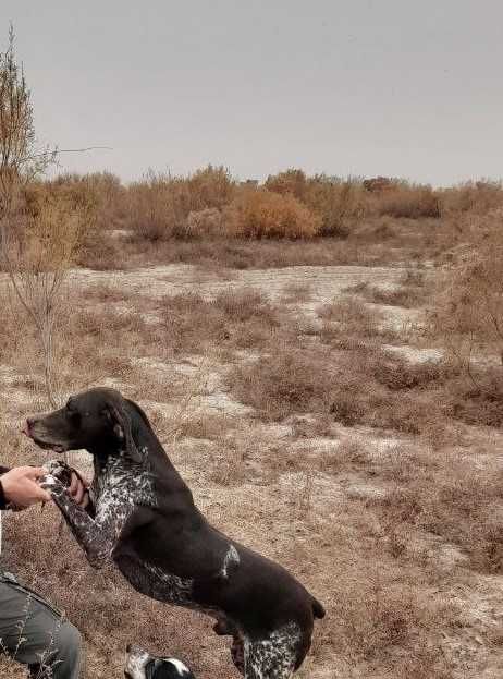 Куцхаар овчи ит.