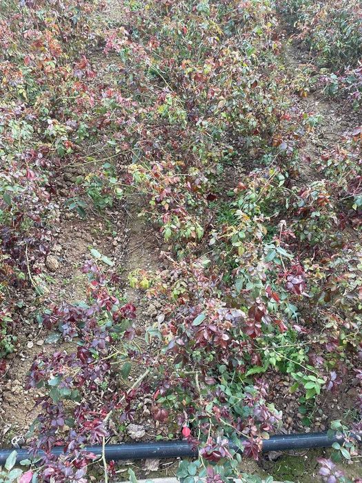 Atirgul kochatlar yengi kochat