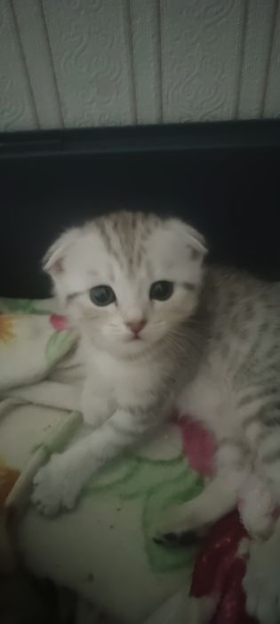 Продам котёнка скоттиш фолд