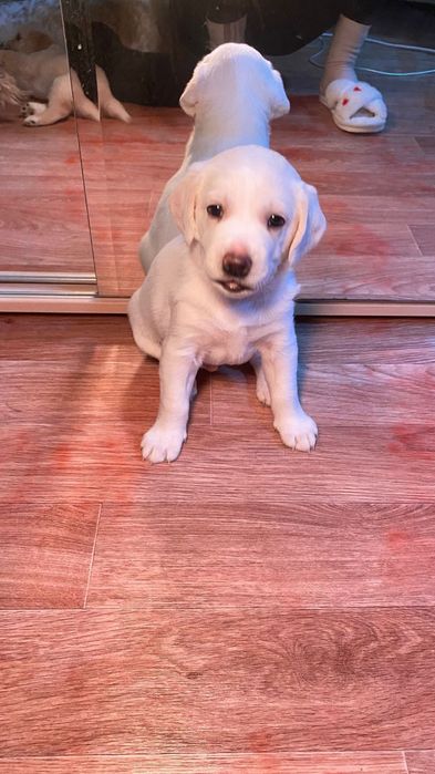 Отдам в добрые руки