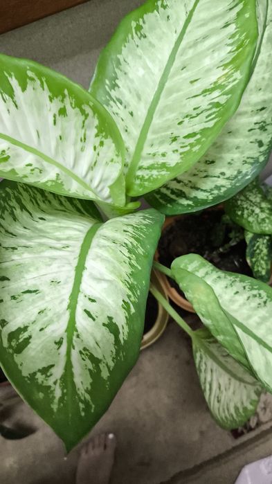 Цветы комнатные большие