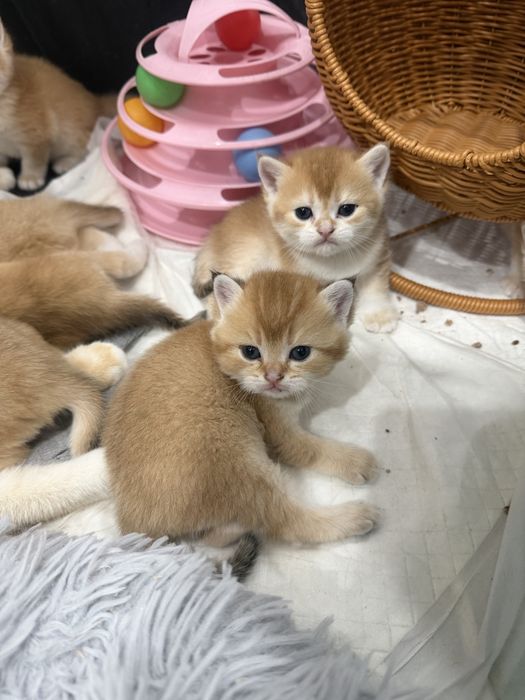 Золотые шиншиллы шоу класса