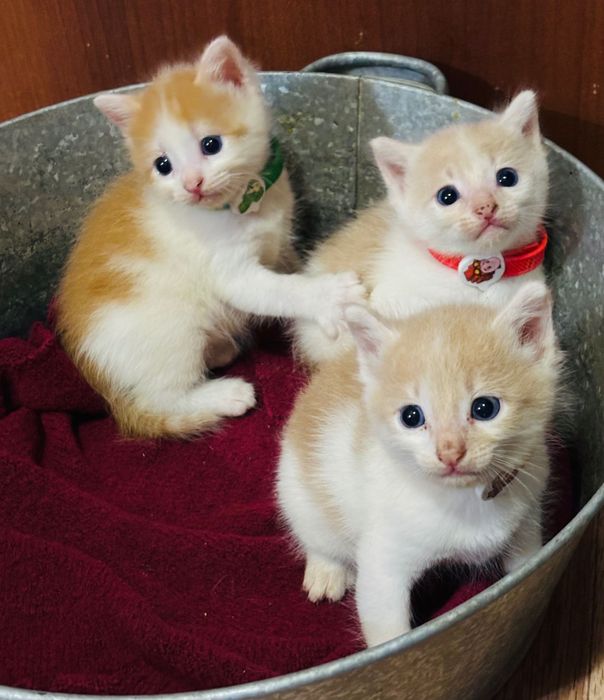 Отдам котят ответственным людям
