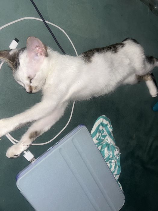 Котенок 3 месяцев