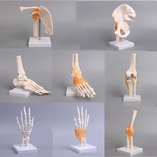 Муляж Model Mulyaj Макет Анатомические Муляжи Макеты доставка из Китая