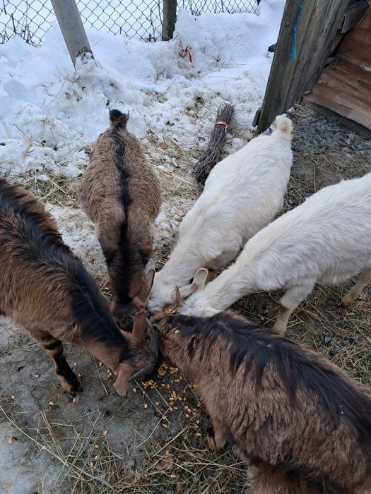 Vănd 5 ieduțe din mame bune de lspte
