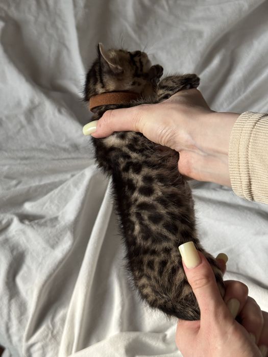 бенгальский котенок