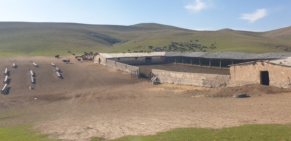 Куй кура сотилади куй бокишга мулжалланган жой.