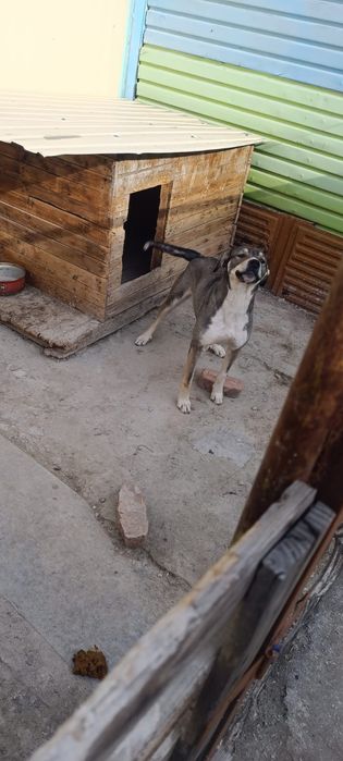 Собака алабай...