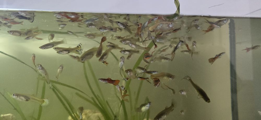 Vând pestisori acvariu