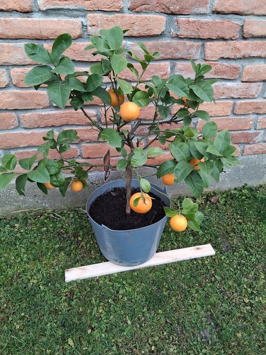 Portocal rosu de Sicilia