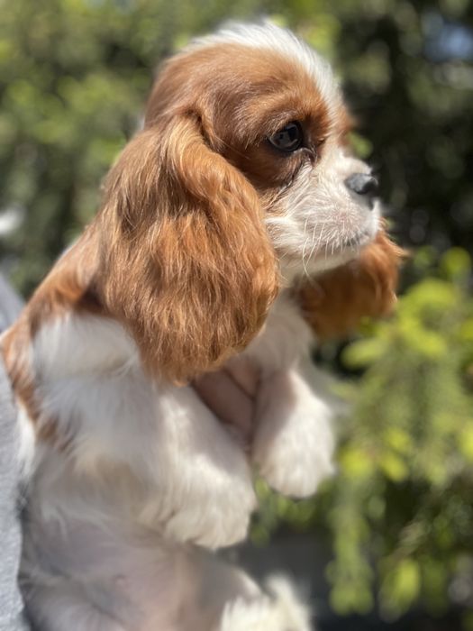 Кавалер кинг чарльз спаниель