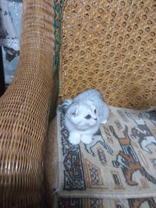 Шикарные вислоухие котята