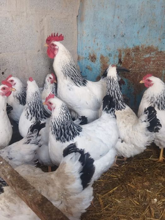 Продам куры домашние