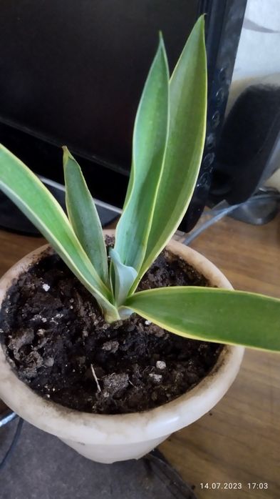 Продам комнатные цветы