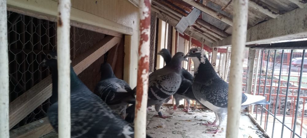 Desfiintez crescătoria