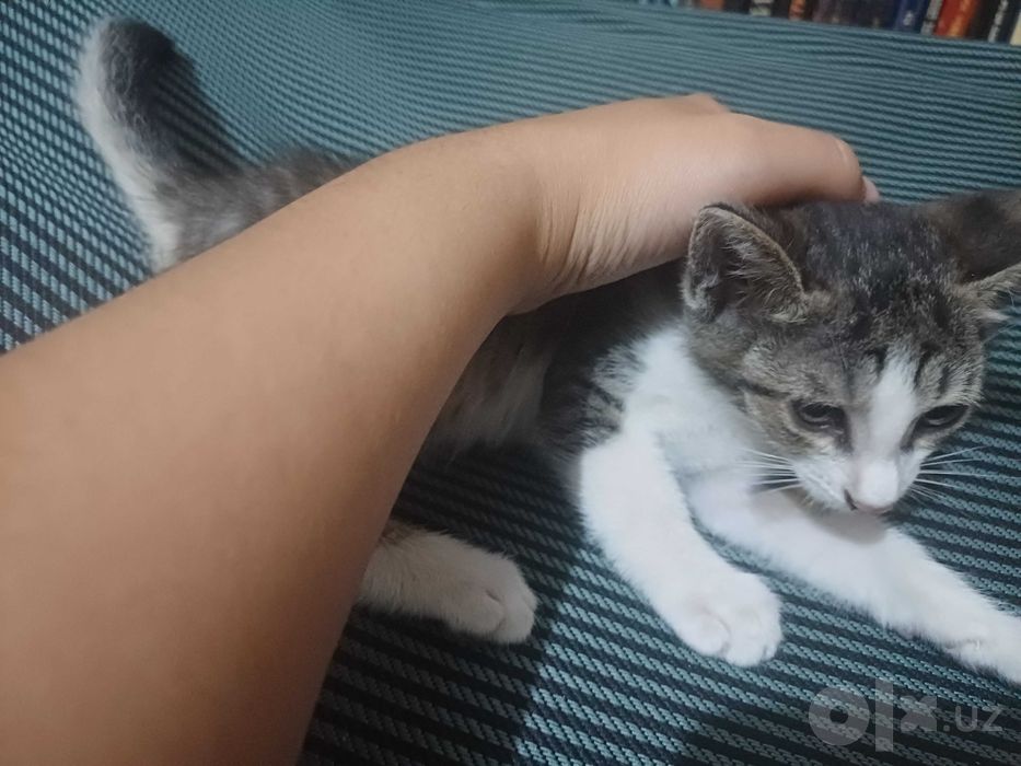 Котята бесплатно