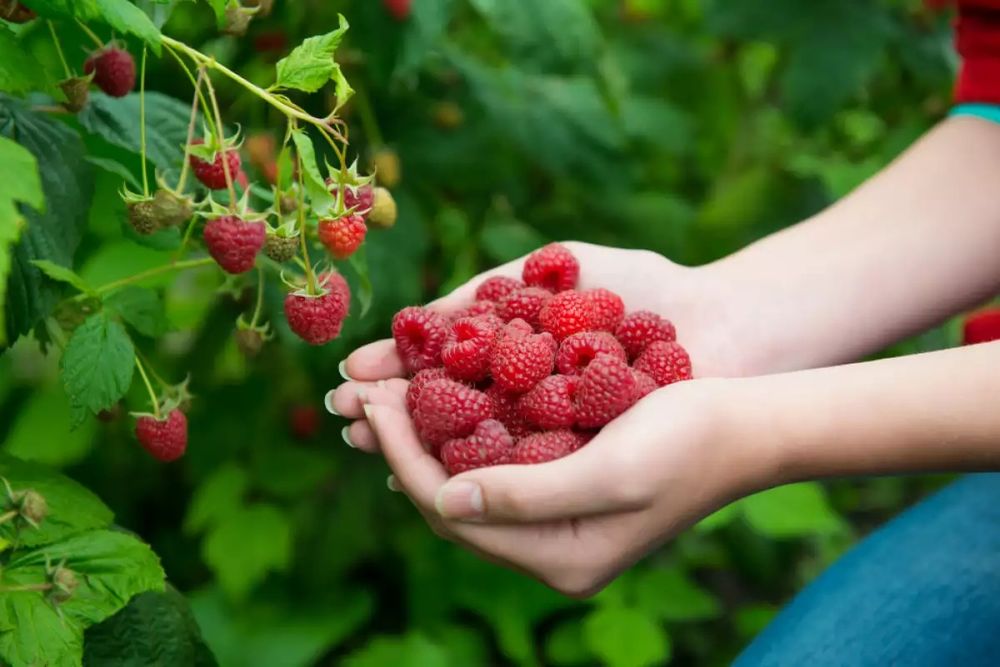 Продавам ягоди и малини расат