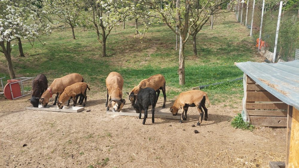 Oi de camerun; berbec de camerun; miei