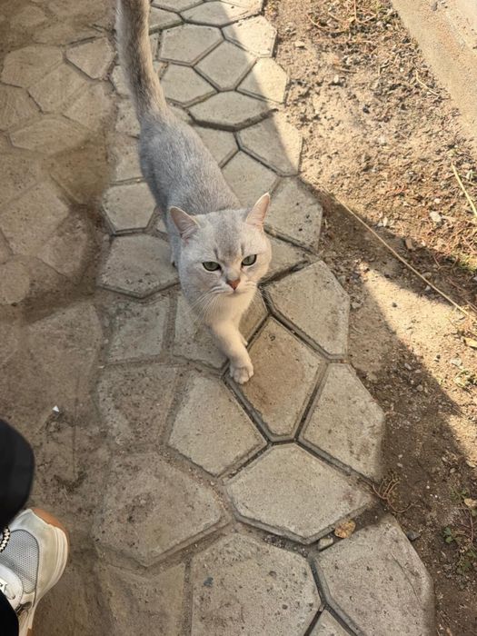 Беспалтнаяа кошка