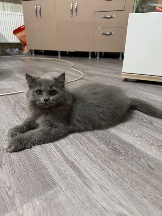 Котенок длинношерстный британец