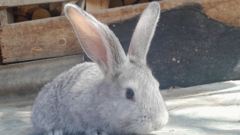 Vand iepuri hecoli 3 luni 2 iepuroi și 4 iepuroaice