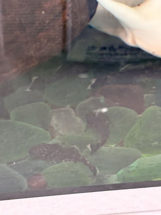 Продам аквариумные рыбки