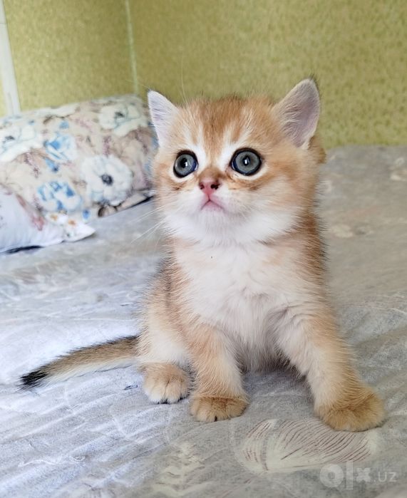 Котята золотая шиншилла