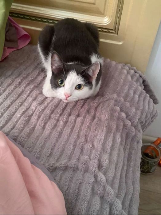 Отдам кошечку в добрые руки