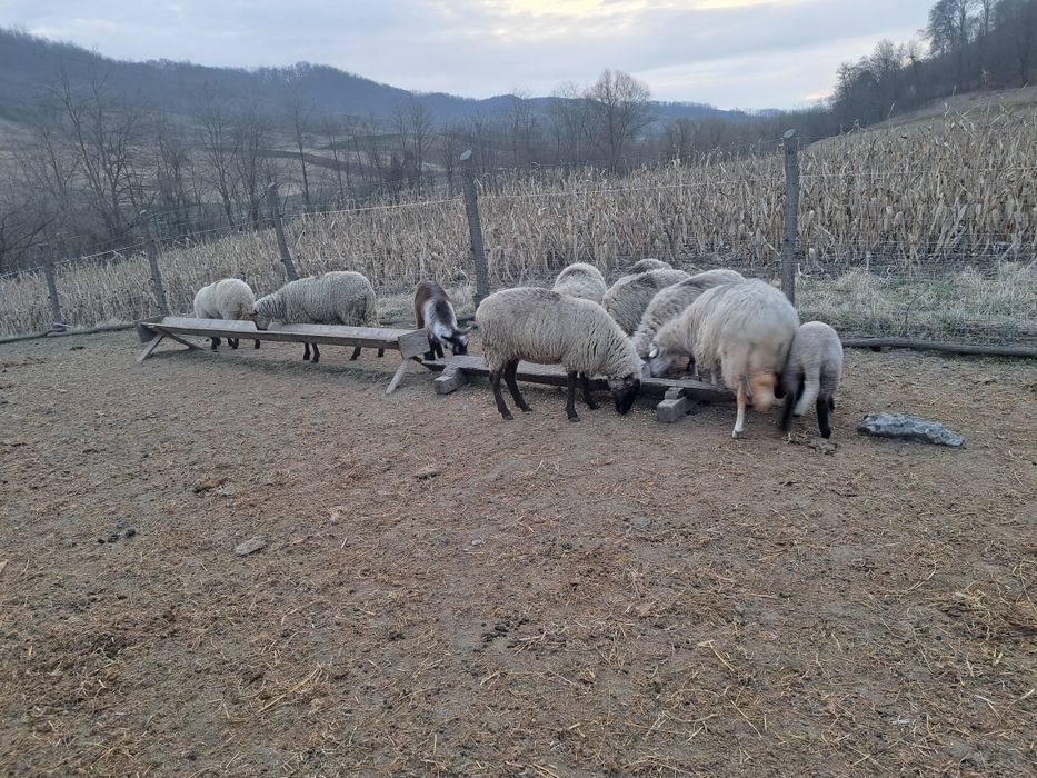 De vanzare 8 oi bune de tinut