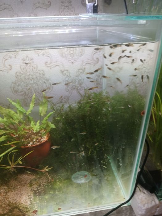 Продам мальков, подростков гуппи