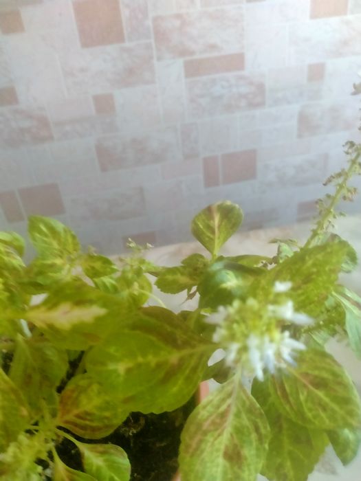 Цветы комнатные  цветущие