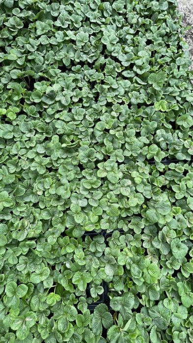 Клубника Мурано рассада