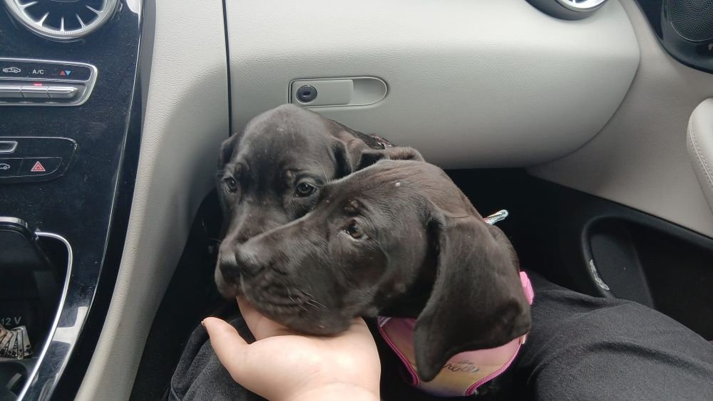Femela Dog German Great dane cu pasaport eu