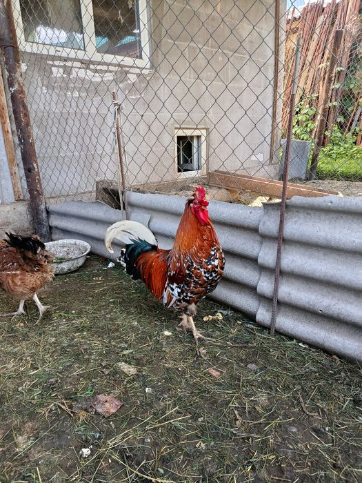Продам семейку порциляров
