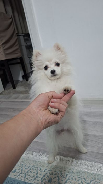 Чистокровный щенок Померанский Щпиц мальчик