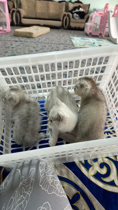 Котяты породы Шиншилла