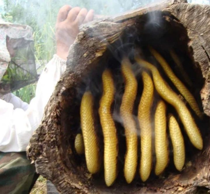 Асал янток, асал йоввойи, асал коп йиллик