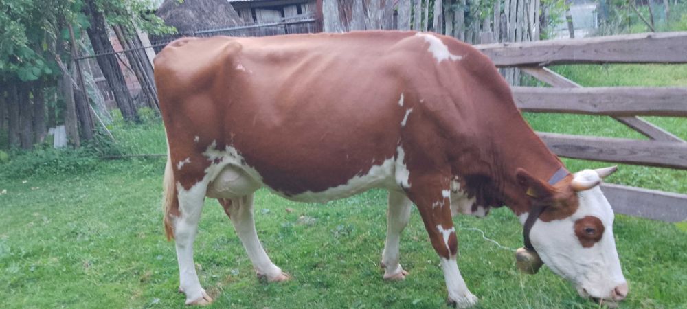 Vând vaca de lapte
