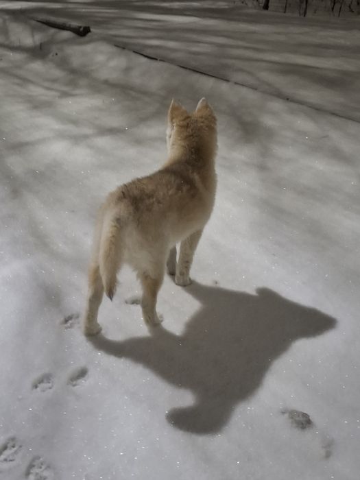 Хаски щенок красивая