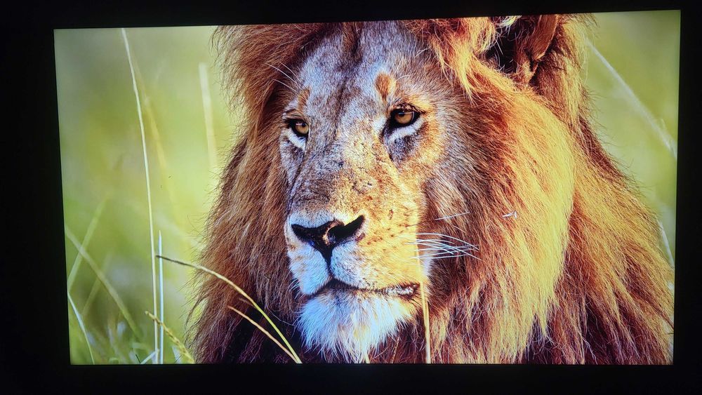 Идеальный 4K Smart TV TCL 43" (Google TV)