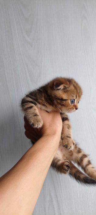 Породистые котята