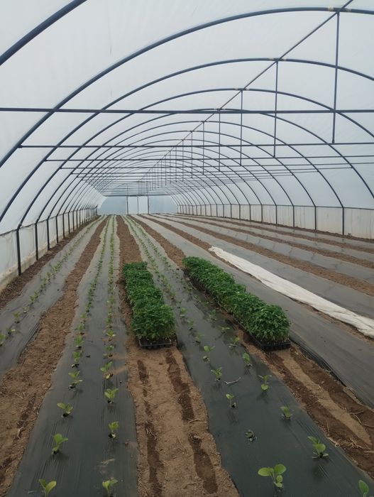 solarii ieftine de calitate  superioara